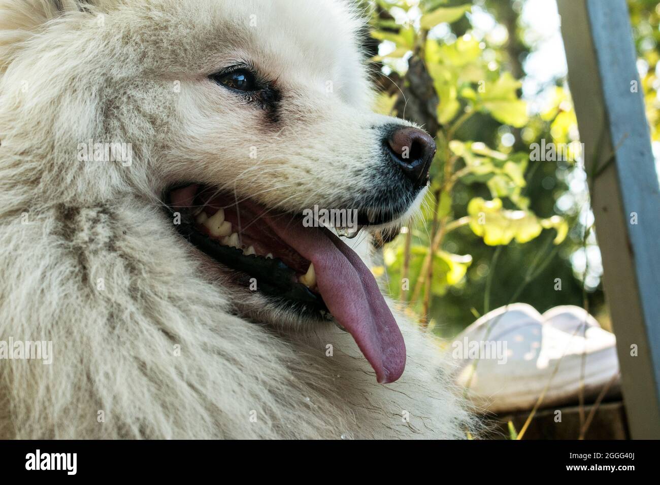 samoiedo mescolato con husky