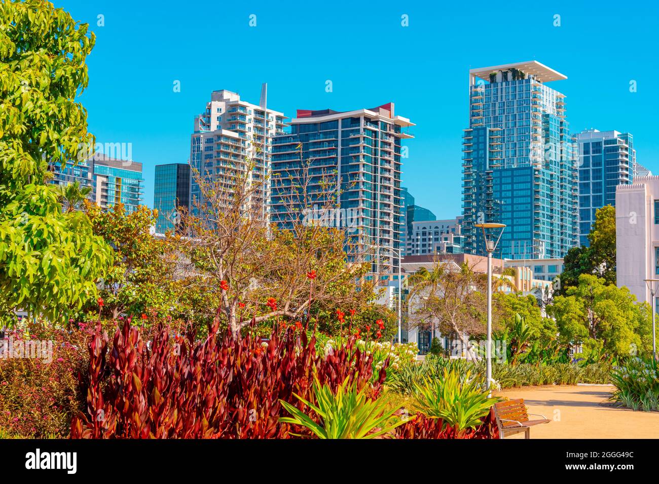 Brilliant red foliage and lush green trees and plants stand at the feet of the skyscrapers of downtown San Diego and The Waterfront Park  in Californi Stock Photo