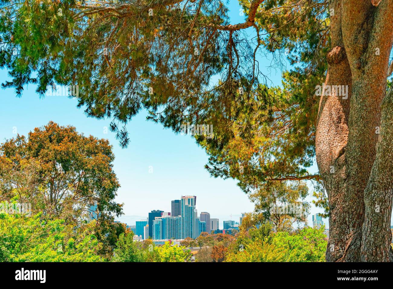 Pine tree trunk and branches surround the San Diego skyline in San Diego County. Stock Photo