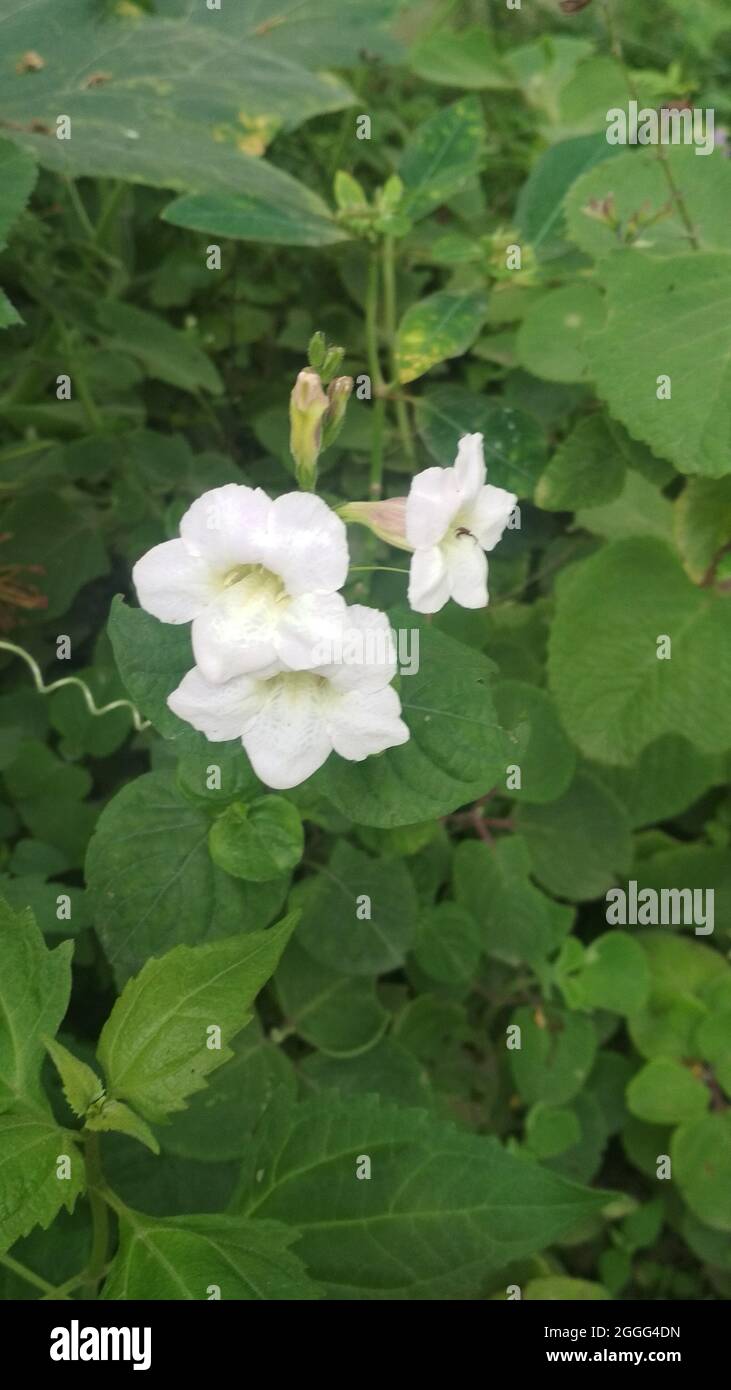 Bengal clock vine flowers hi-res stock photography and images - Alamy