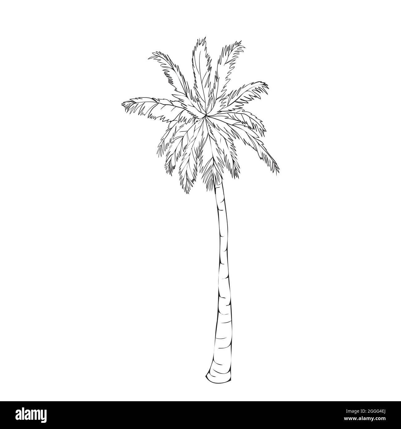 Coconut palm tree natural icon isolated on a white background, art logo 