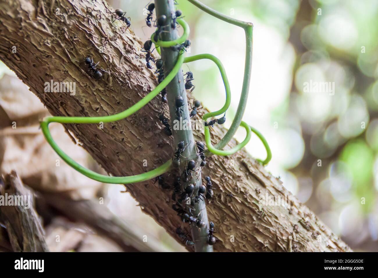 Ants on a tree branch in a jungle of Madidi national park, Bolivia Stock Photo
