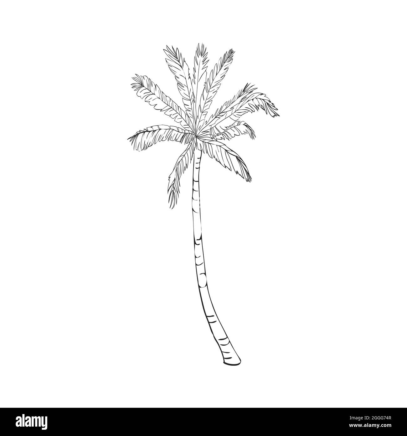 Coconut palm tree natural icon isolated on a white background, art logo ...