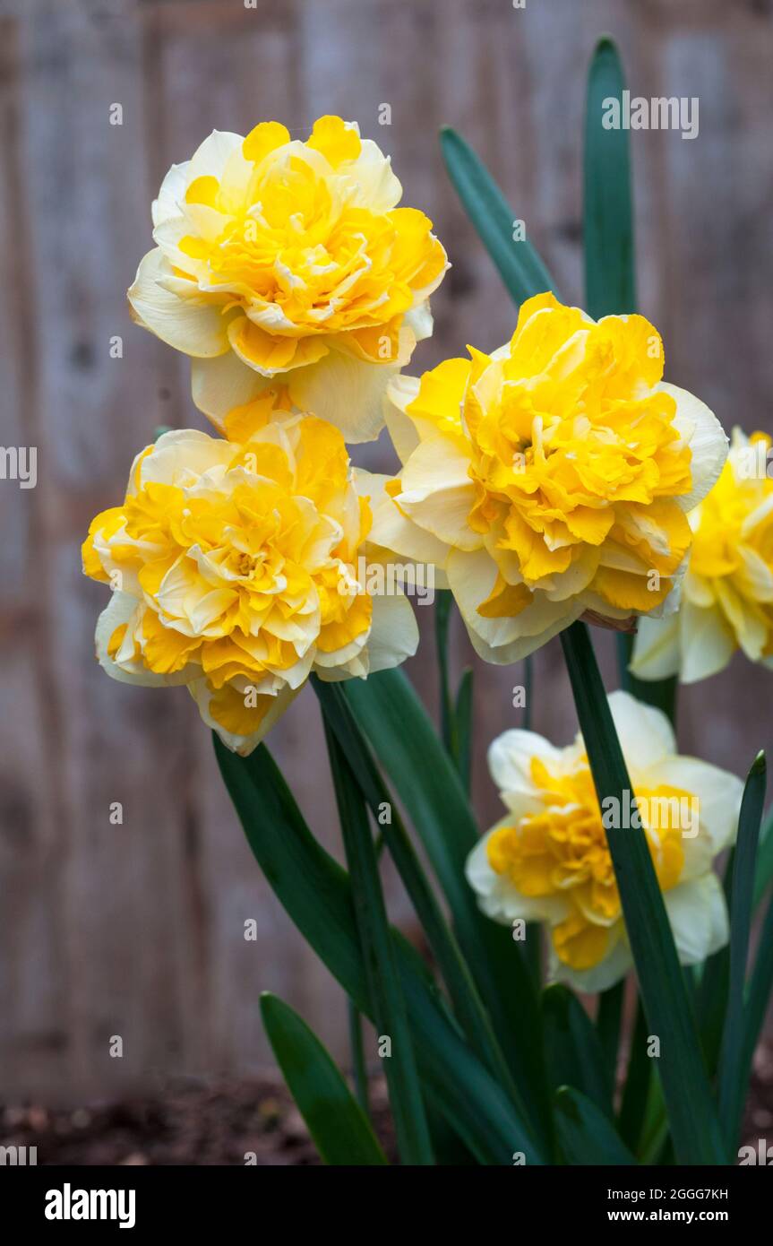 Close up of Narcissus Great Leap in spring. A white or pale yellow and yellow division 4 double daffodil that is a frost hardy deciduous perennial Stock Photo