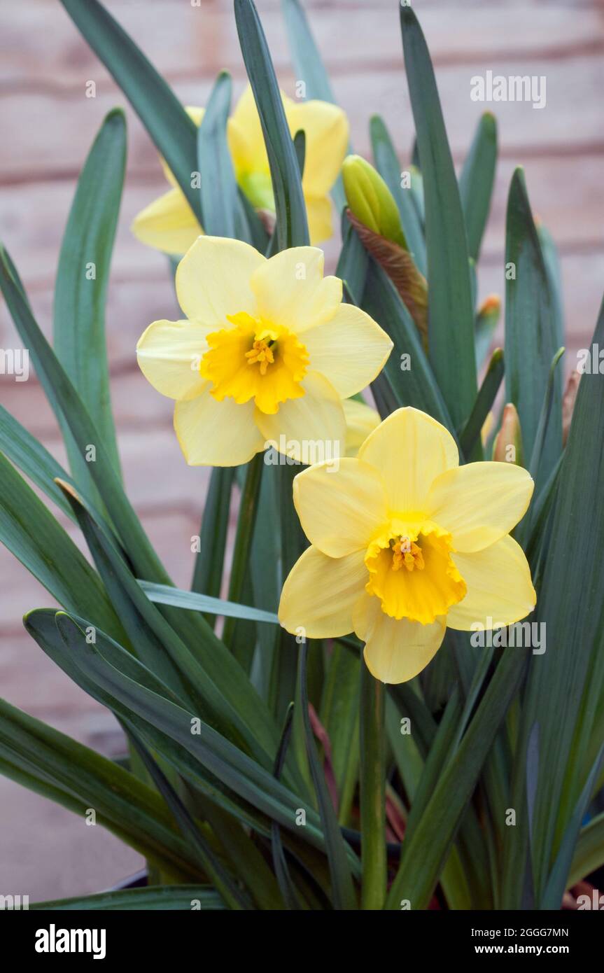 Close up of Narcissus Pipit in spring.  Narcissus Pipit is a lemon and yellow division 7Jonquilla daffodil the cups can fade to cream as it matures Stock Photo