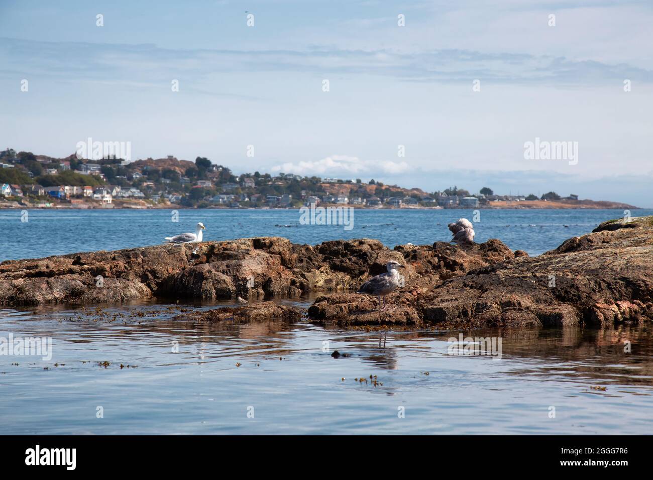 Rocky shore with birds at a modern city park, Clover Point Stock Photo