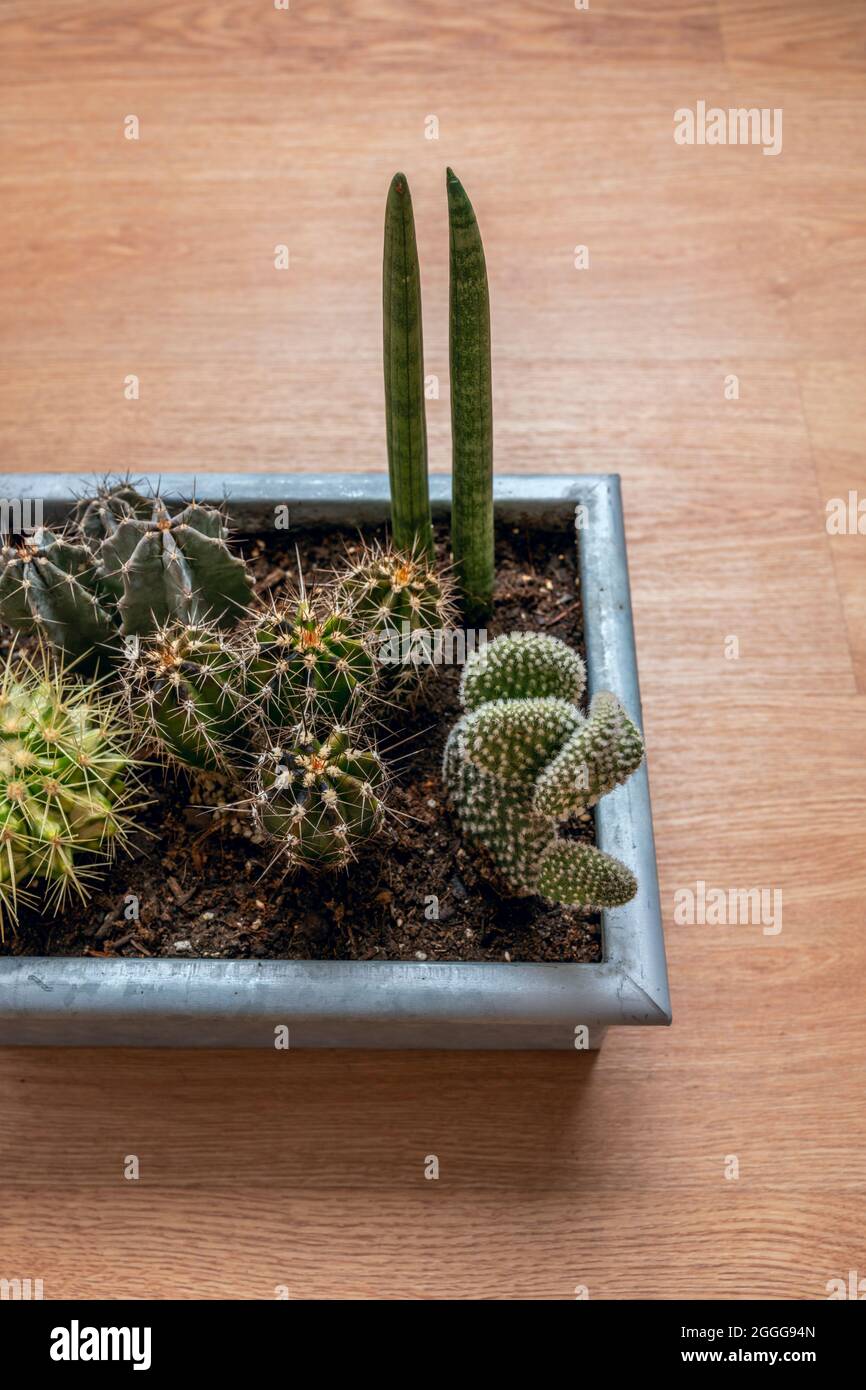 Metal pot with desert cacti of various types on an oak wood floor Stock Photo