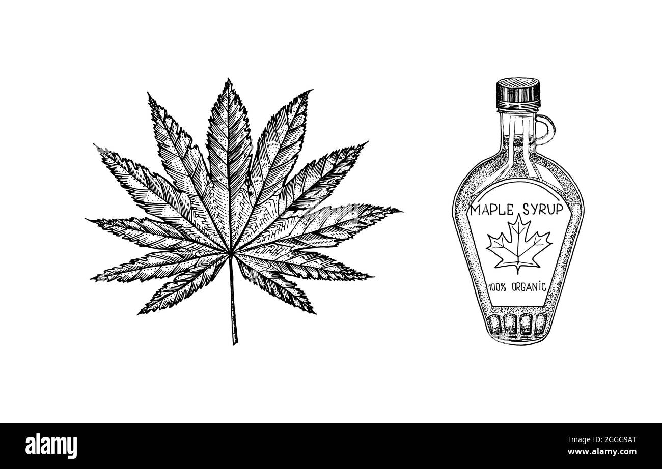 Bottle of maple syrup and Leaf. Vintage hand drawn drawing style. Plant or herb. Acer platanoides or macrophyllum. Stock Vector