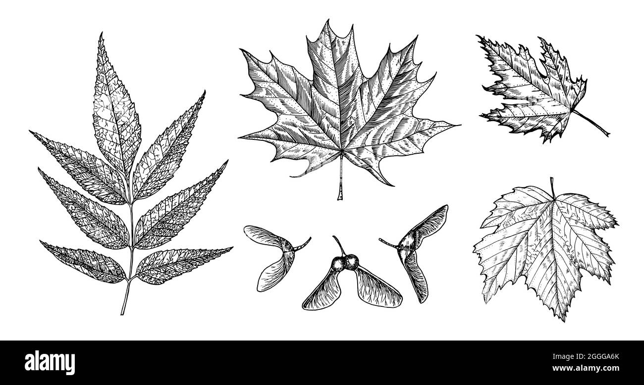 Maple trees cartoon Images - Search Images on Everypixel