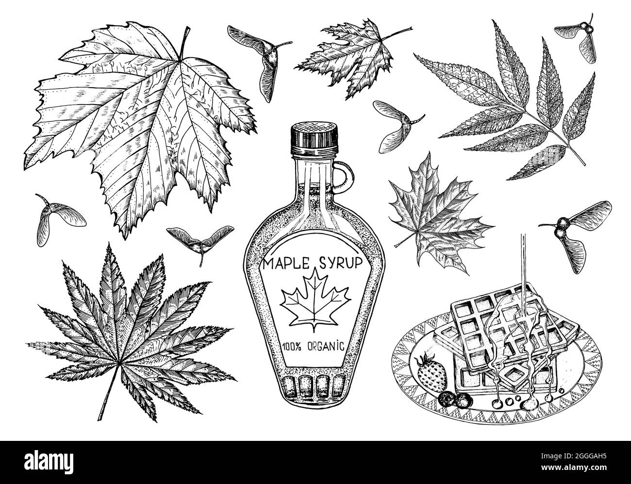 Bottle of maple syrup and Leaf. Vintage hand drawn drawing style. Plant or herb. Acer platanoides or macrophyllum. Stock Vector