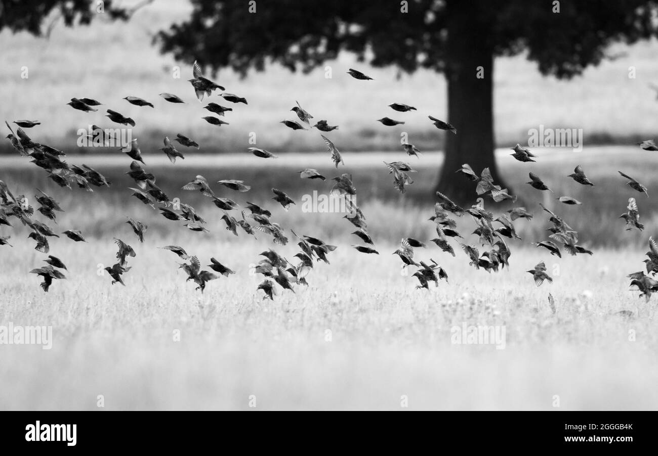 A flying flock of ravens Stock Photo Alamy