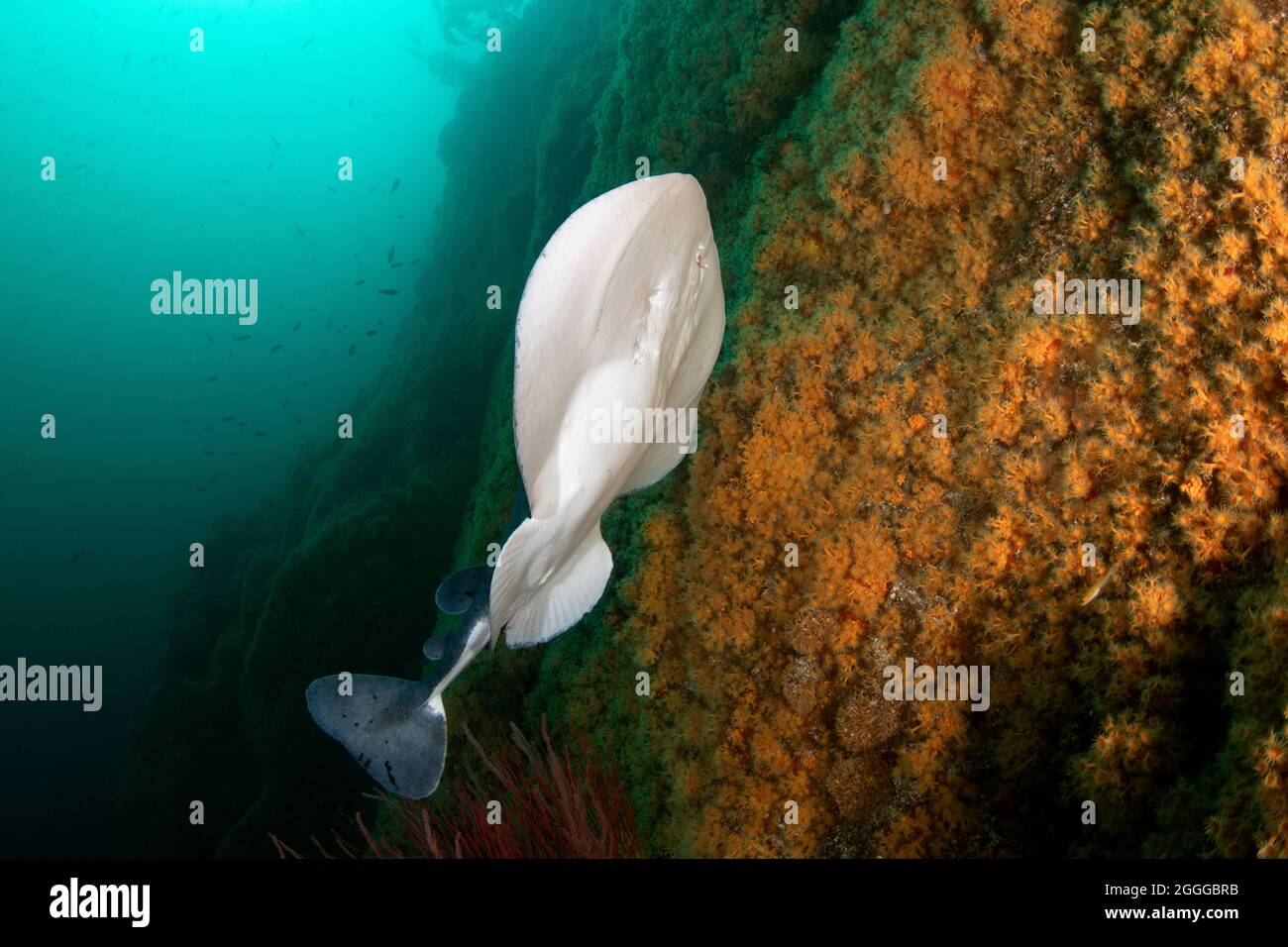 Tetronarce californica, Pacific electric ray Stock Photo