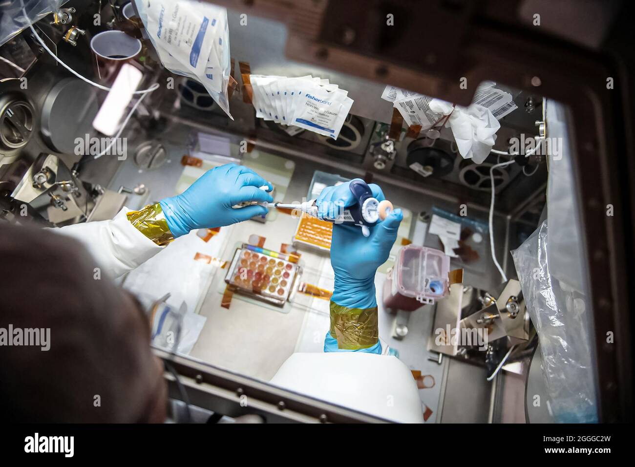 Studying celestial immunity; how gravity affects immune response, aboard the International Space Station. Stock Photo