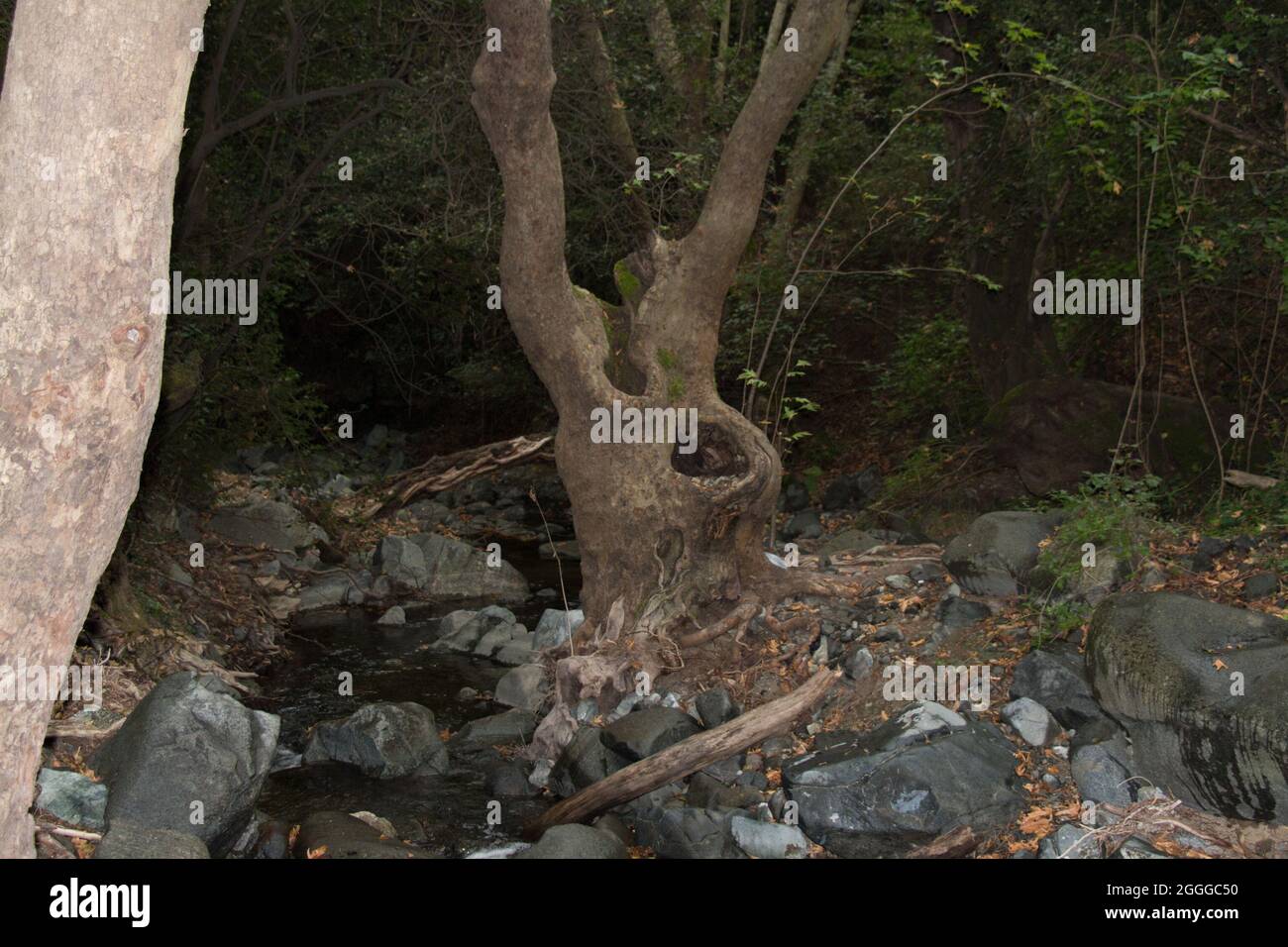The view of bizarre shaped trunk tree in a forest Stock Photo - Alamy