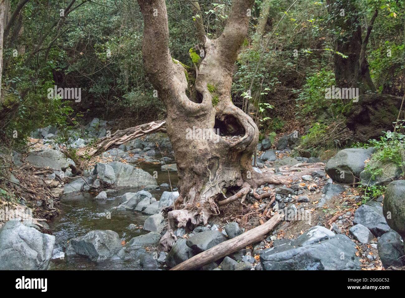 The view of bizarre shaped trunk tree in a forest Stock Photo - Alamy