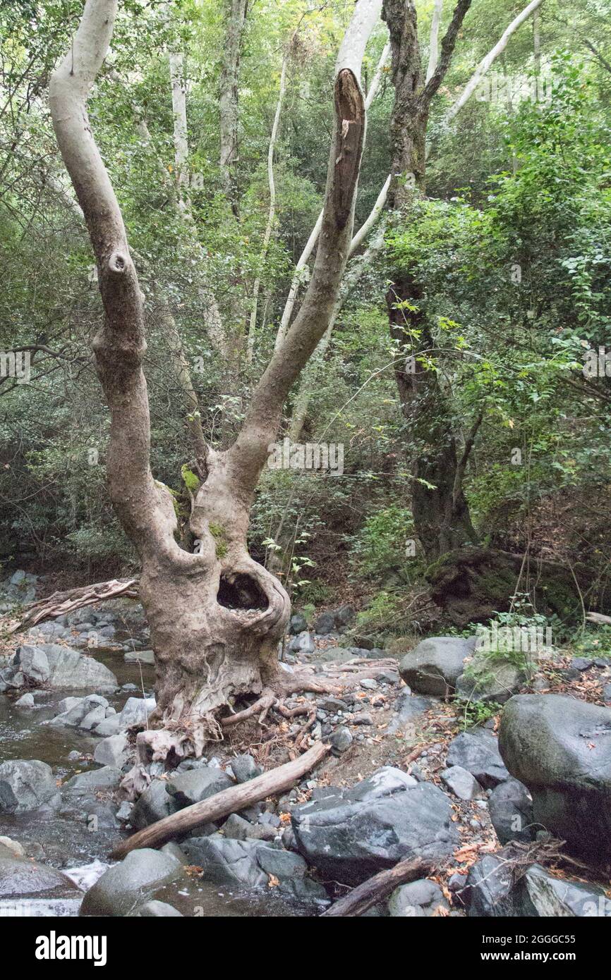 The view of bizarre shaped trunk tree in a forest Stock Photo - Alamy