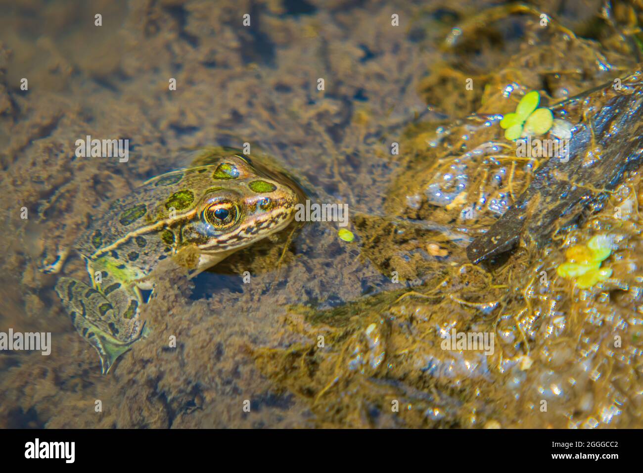 Young Plains Leopard Frog (Lithobates blari formerly Rana blari), in tiny creek of wetlands marsh area, Castle Rock Colorado USA. Stock Photo