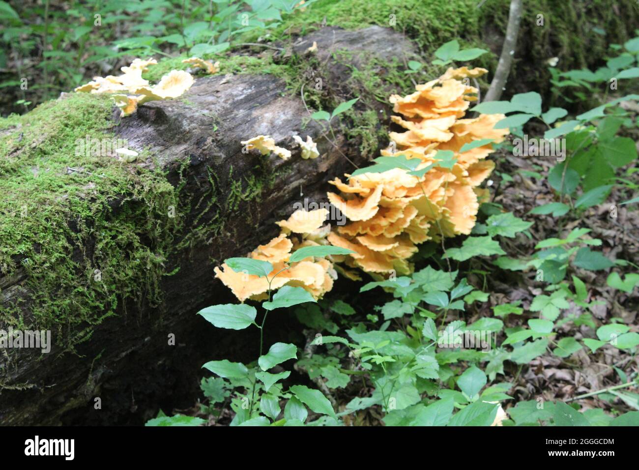 Golden chanterelles growing from a mossy log at Anna Ruby Fally in