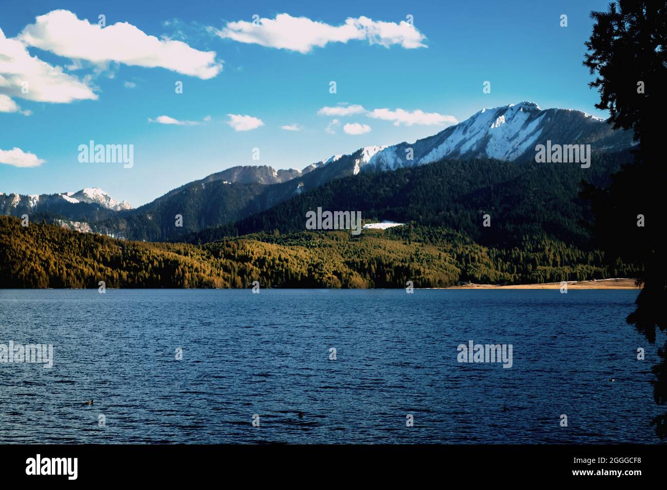 Queen of lake, RARA Stock Photo - Alamy