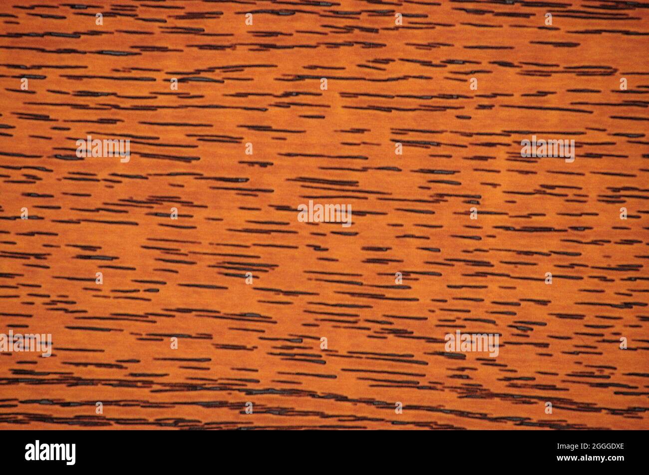 Dark beech, polished natural dark wood surface with small black stripes closeup. Background