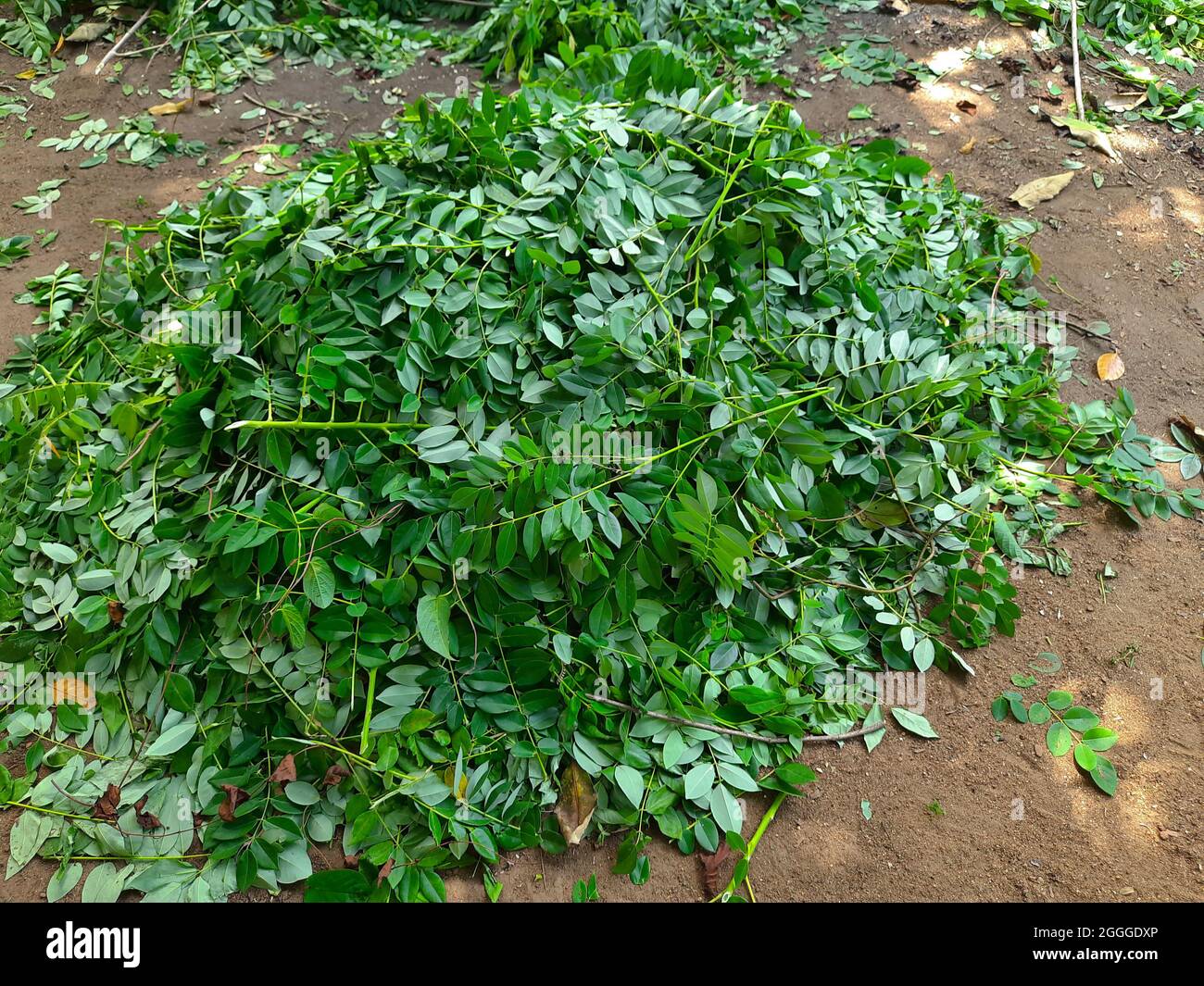 Gliricidia sepium levaes are pile up in the ground Stock Photo