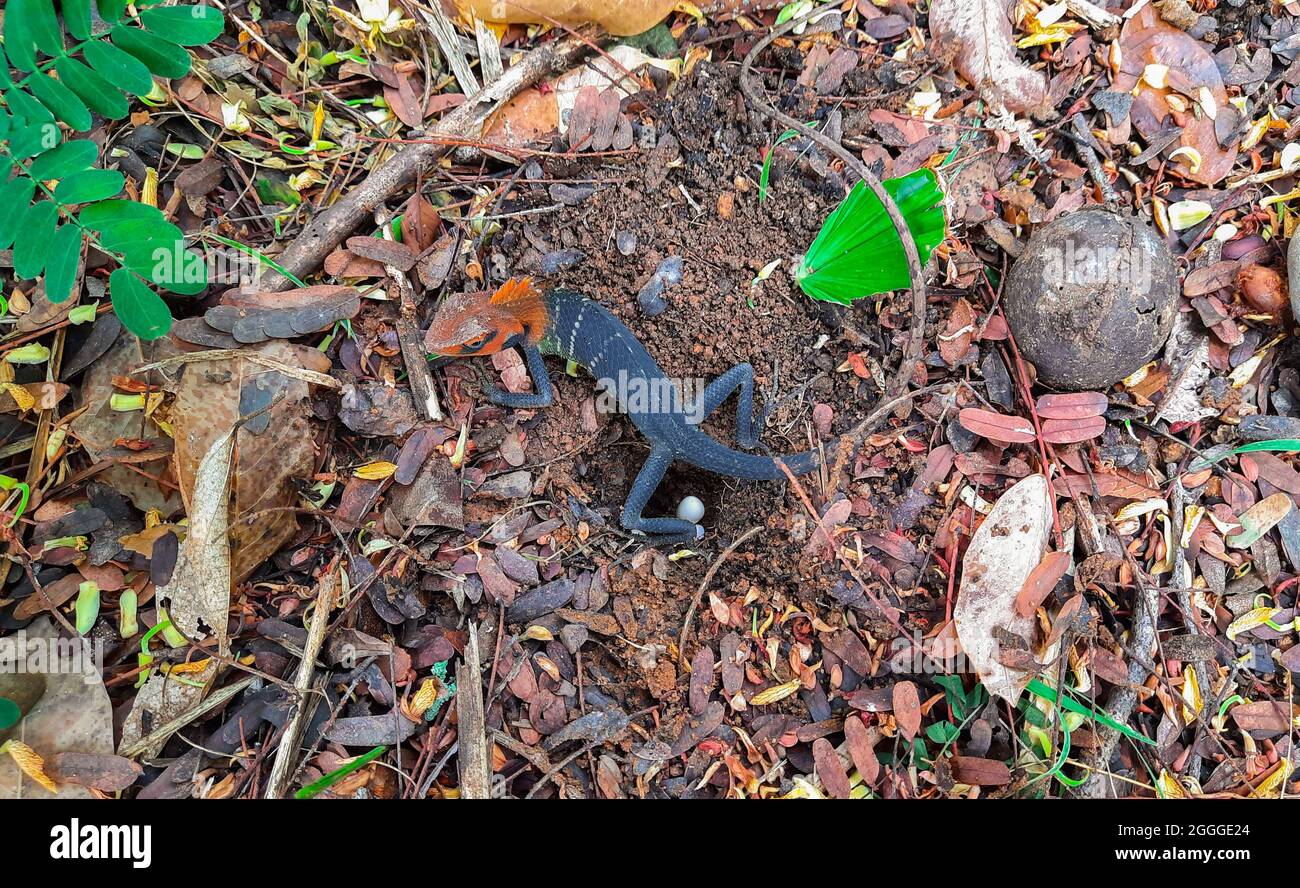 A very rare sight of a female lizard laying eggs Stock Photo