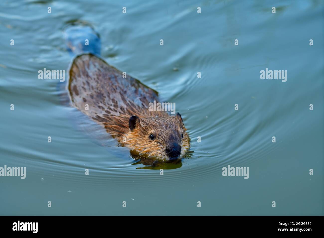 Baby beaver swimming hires stock photography and images Alamy
