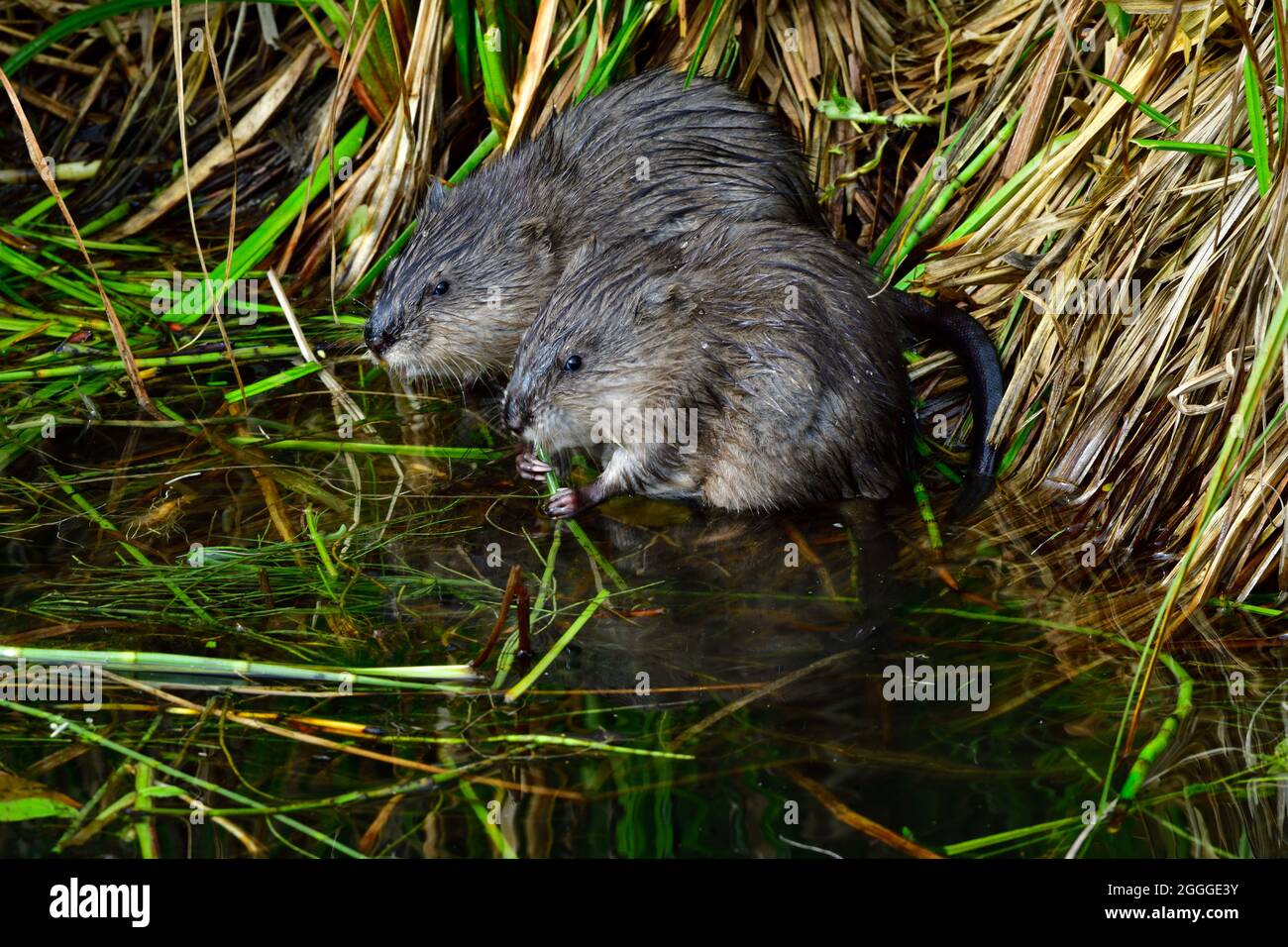Two baby muskrats 'Ondatra zibethicus', foraging along the edge of a beaver pond in rural Alberta Canada. Stock Photo