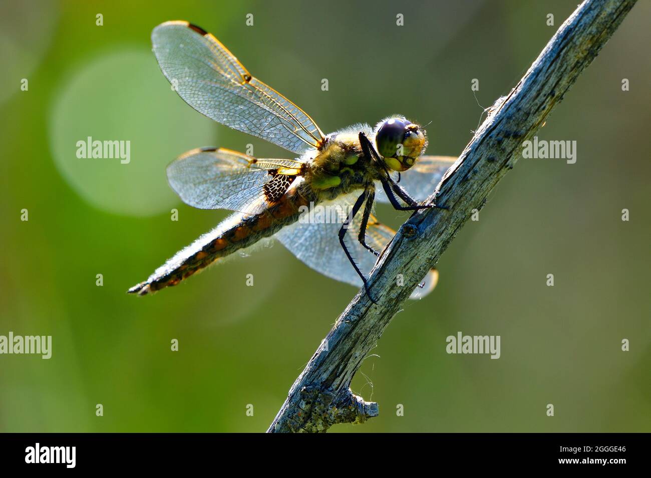 A dragonfly insect perched on a dead branch Stock Photo