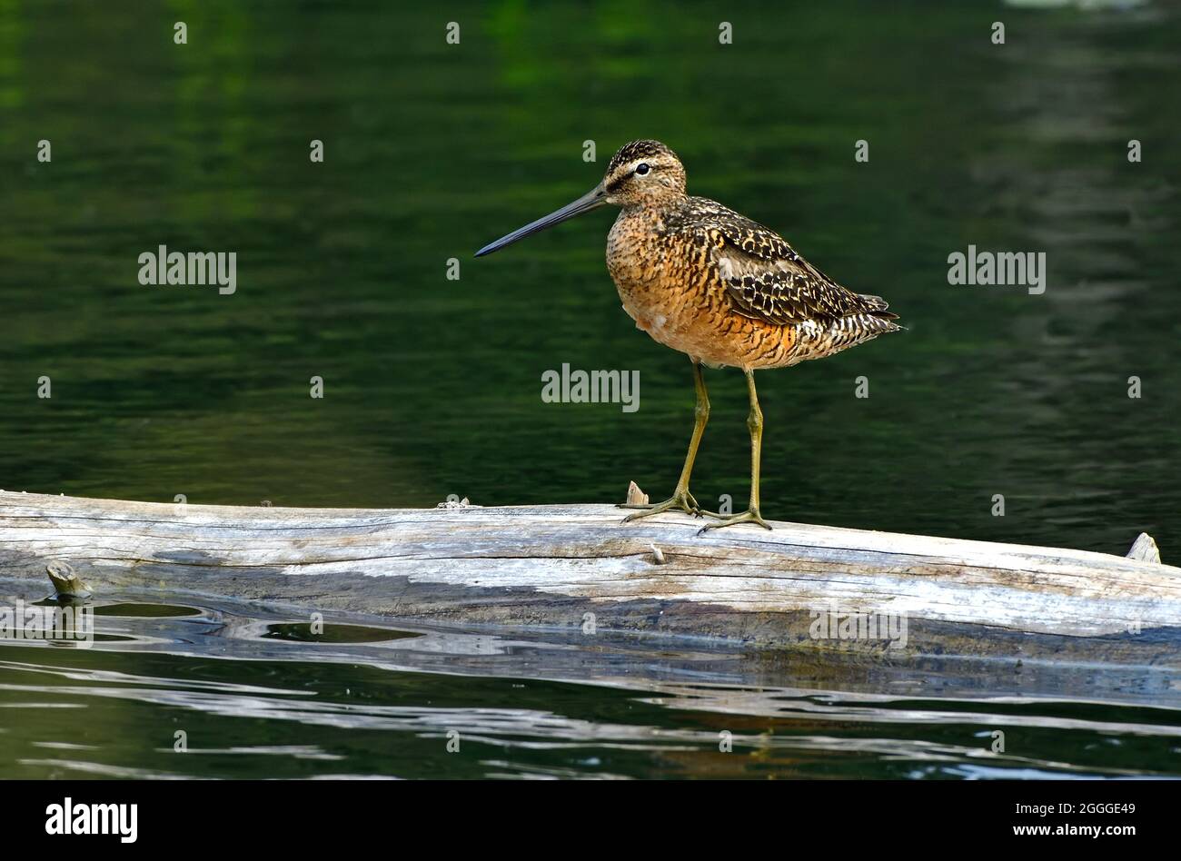 A Long-billed Dowitcher (Limnodromus scolopaceus), shorebird perched on a sunken log in rural Alberta Canada. Stock Photo