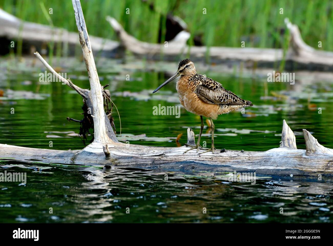 A Long-billed Dowitcher (Limnodromus scolopaceus), shorebird perched on a sunken log in rural Alberta Canada. Stock Photo