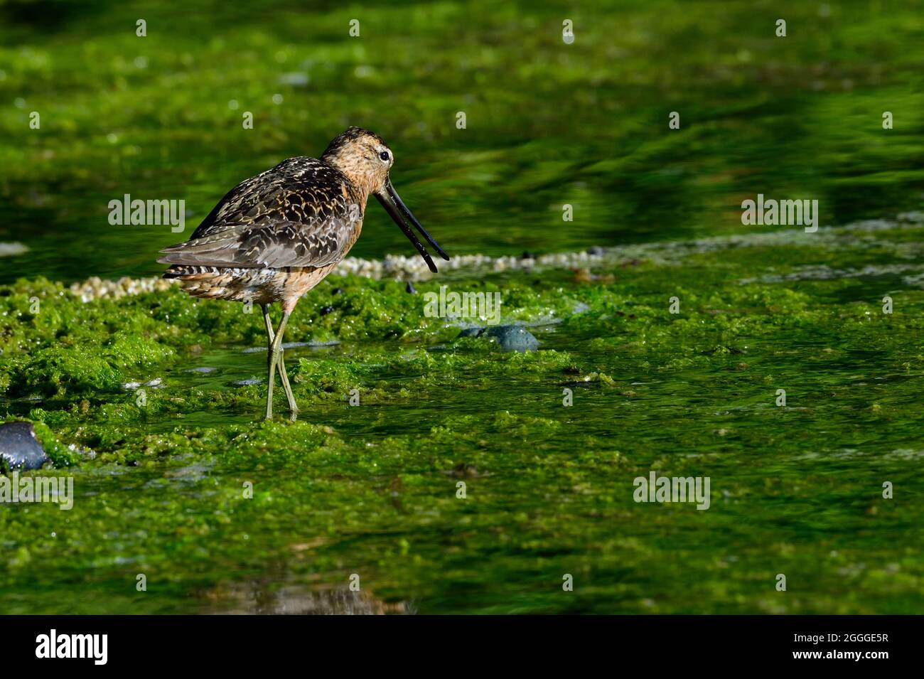 A long-billed dowitcher (Limnodromus scolopaceus ); foraging along the shore on Vancouver Island British Columbia Canada. Stock Photo