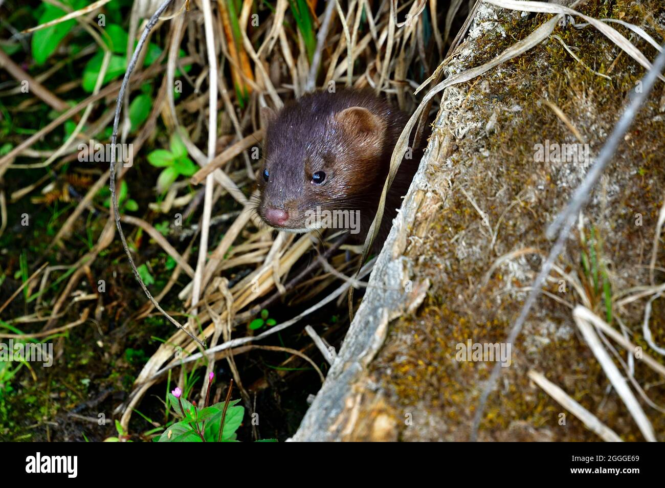 A wild mink 'Mustela vison', peeking out from under a log in rural Alberta Canada Stock Photo