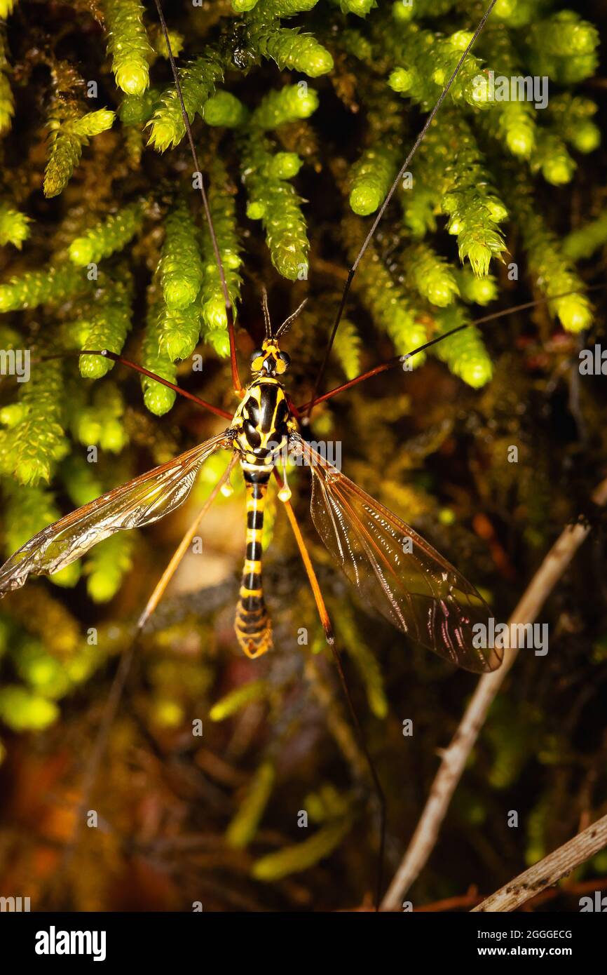 Macro shot of long hoverfly on mossy surface Stock Photo
