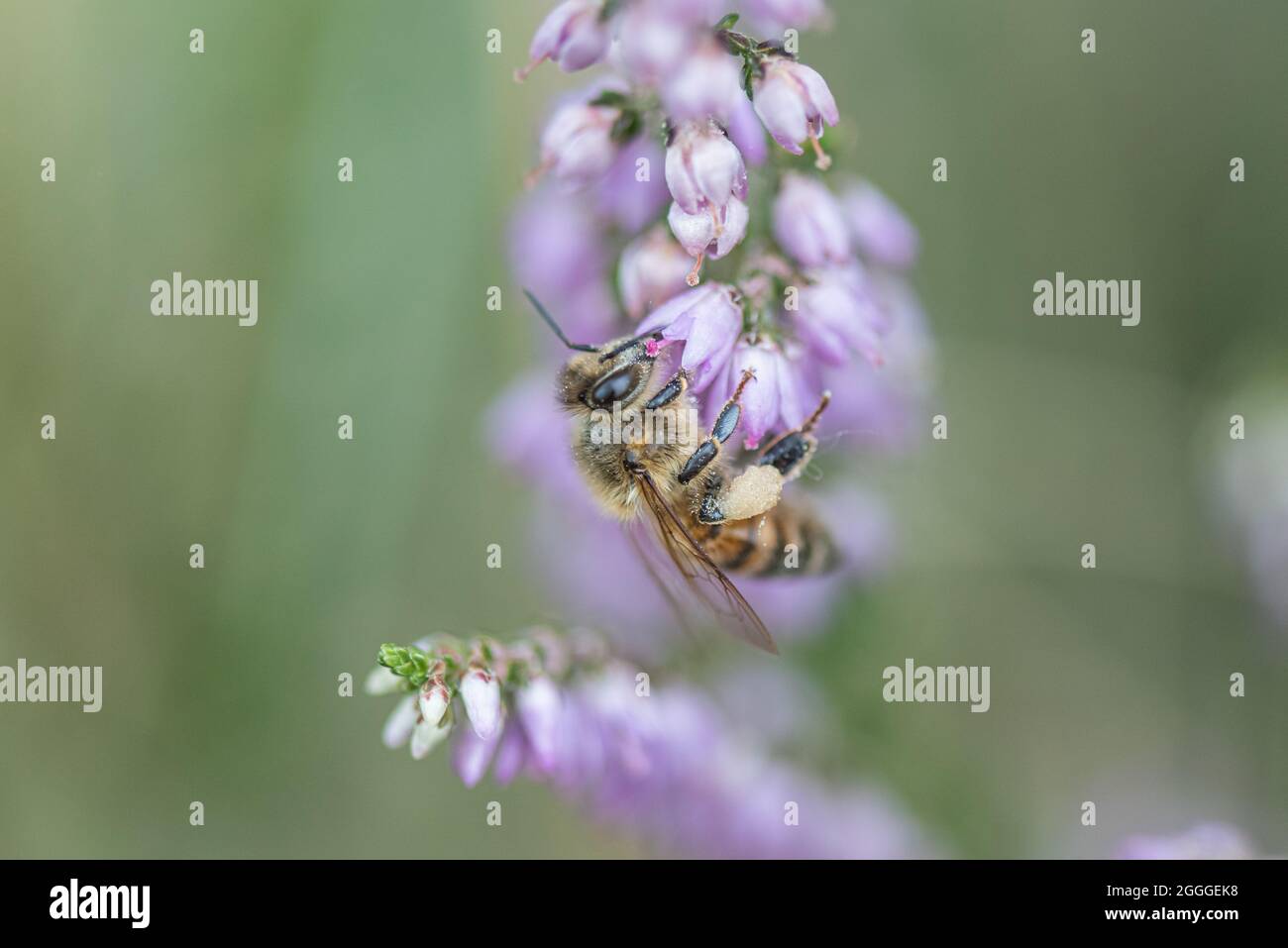 Selectively focused close up of bee pollinating purple flower Stock Photo