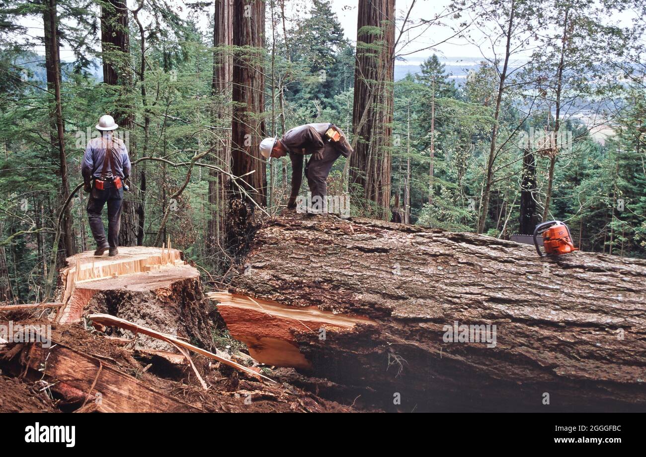 Logging operation,  fallers inspecting & measuring for log length,  Douglas Fir log  'Pseudotsuga menziesii' , California. Stock Photo