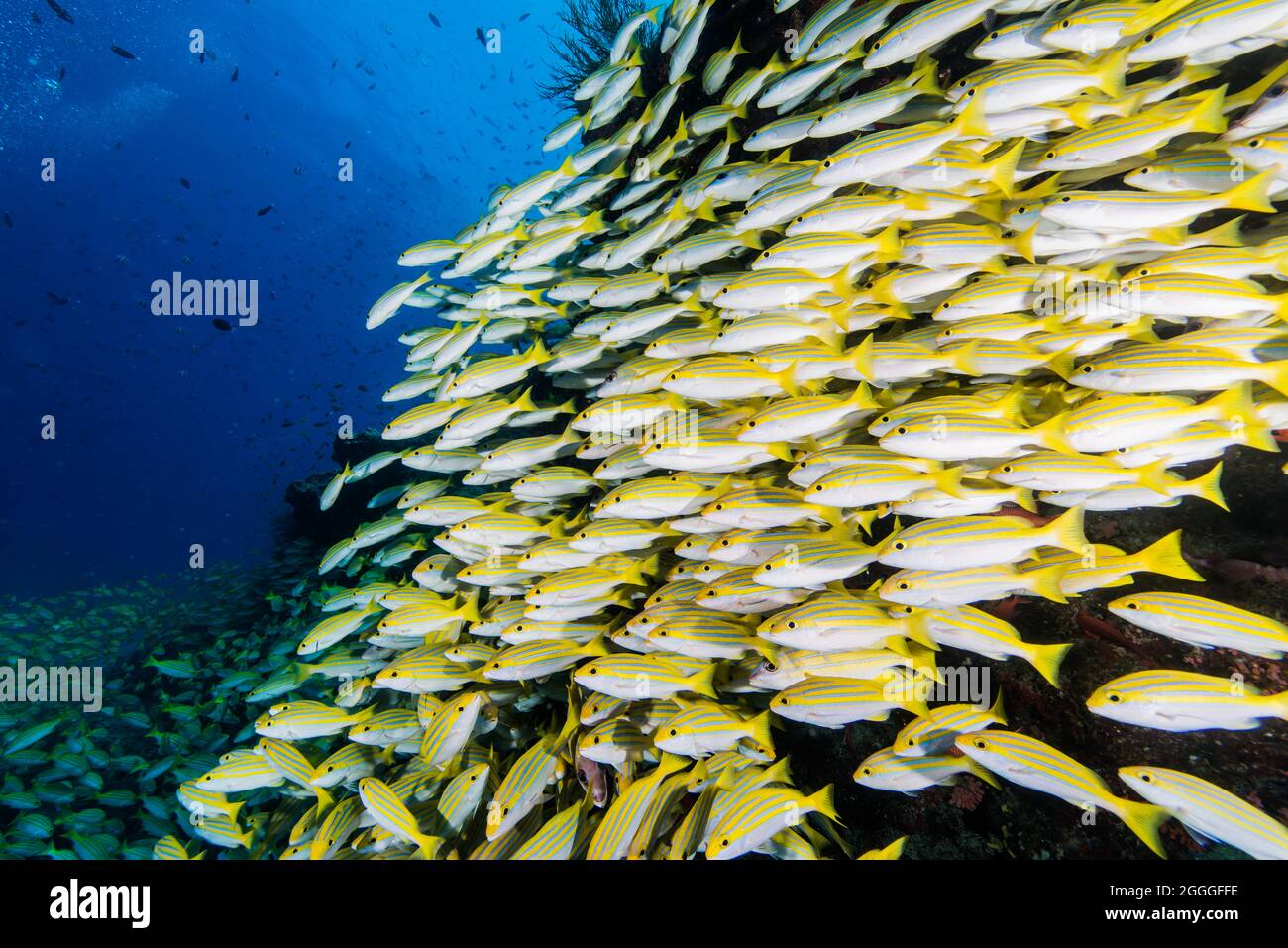 Hard coral with school of sea goldie fish hi-res stock photography and ...