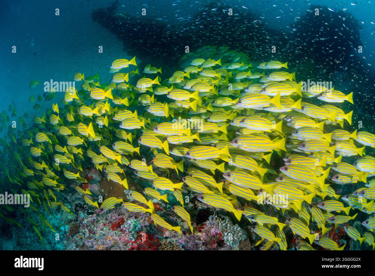 Hard coral with school of sea goldie fish hi-res stock photography and ...