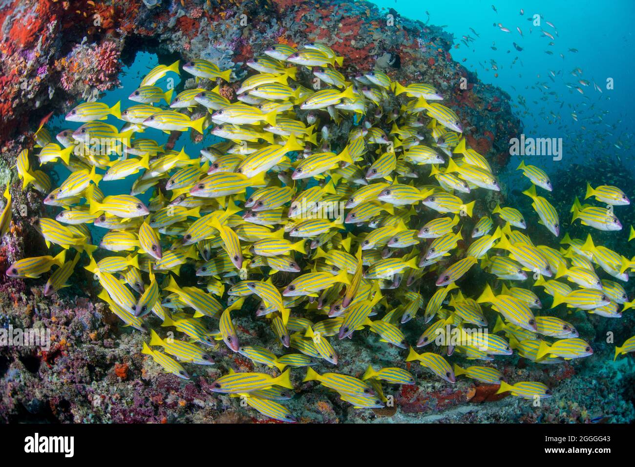 Hard coral with school of sea goldie fish hi-res stock photography and ...