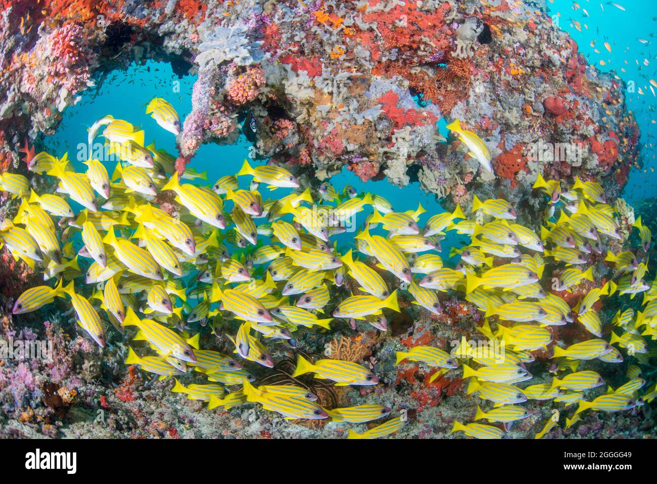 Hard coral with school of sea goldie fish hi-res stock photography and ...