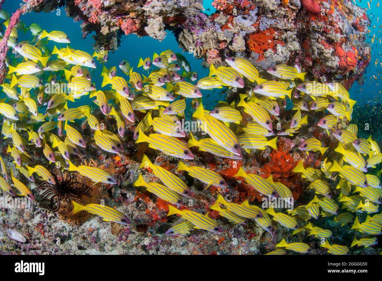 Hard coral with school of sea goldie fish hi-res stock photography and ...