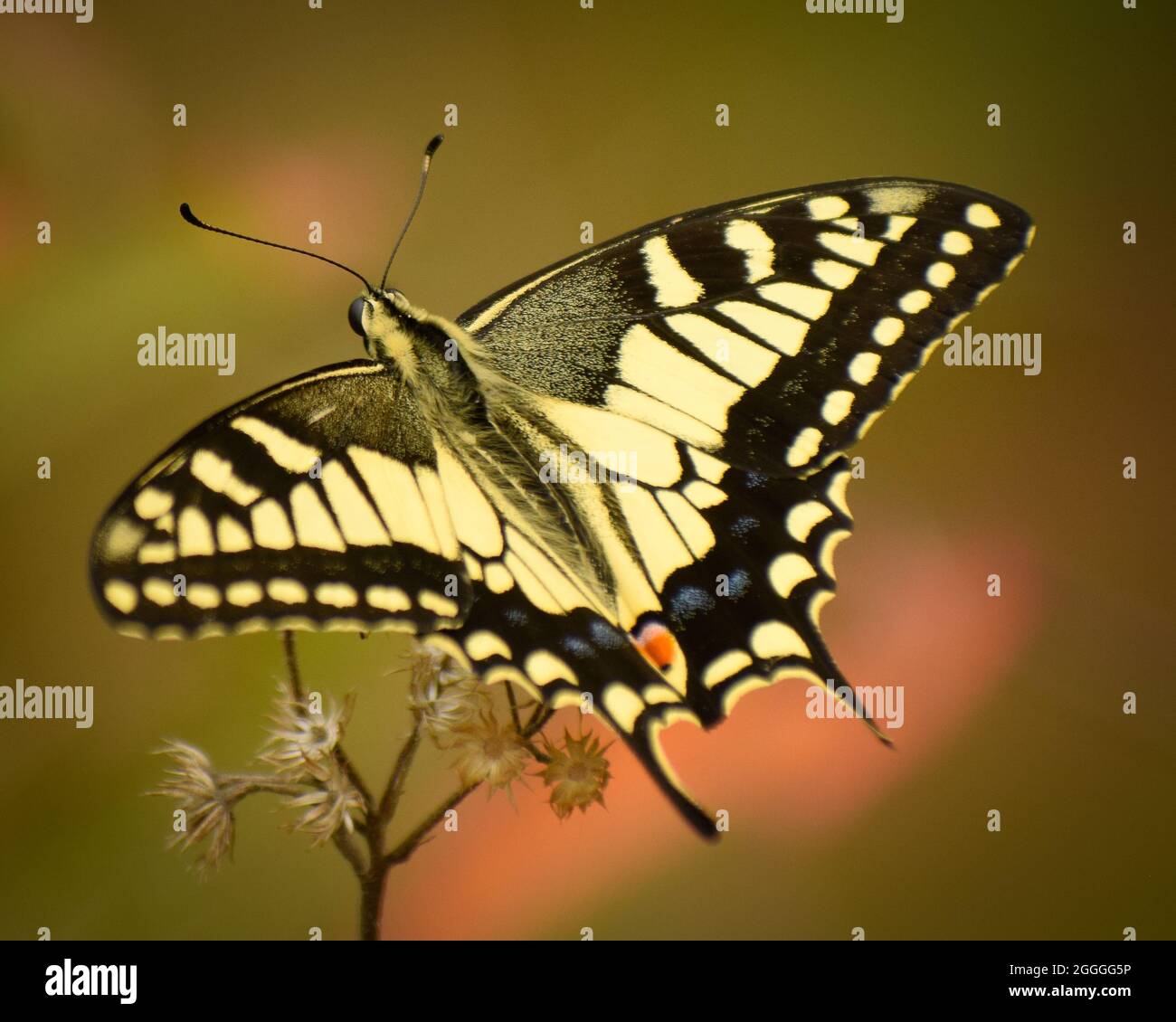 butterfly looks like flying jet. (papilio machaon) common yellow swallowtail butterfly Stock