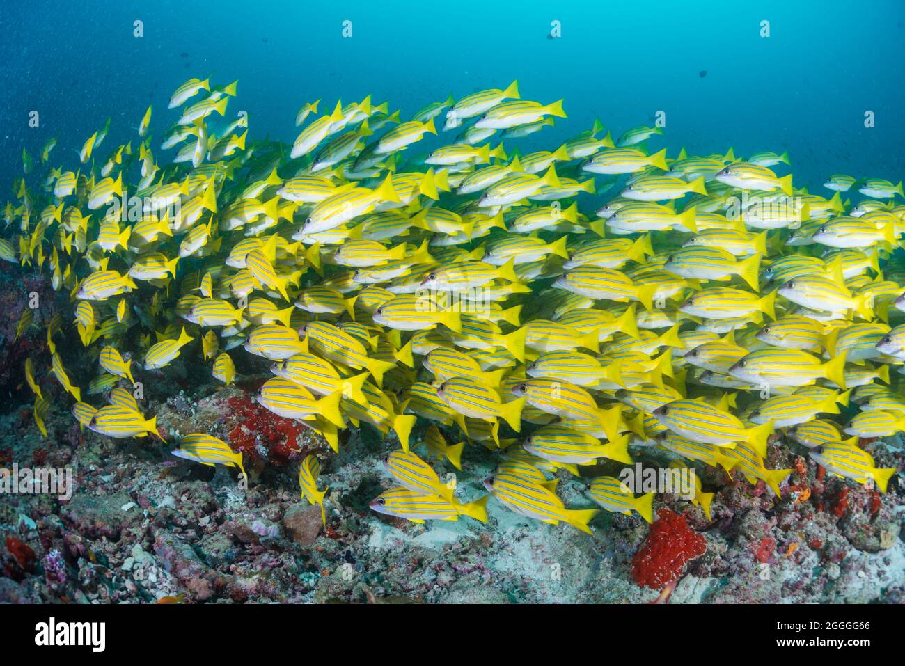 Hard coral with school of sea goldie fish hi-res stock photography and ...