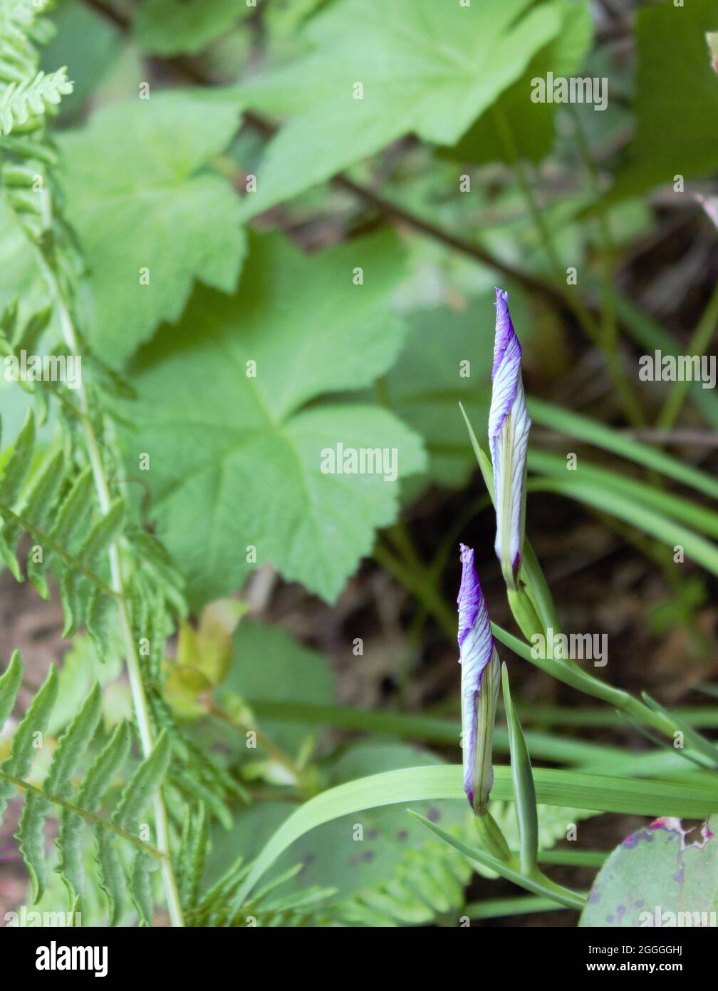 Wild Iris Blooms Deep in the Oregon Woods Stock Photo