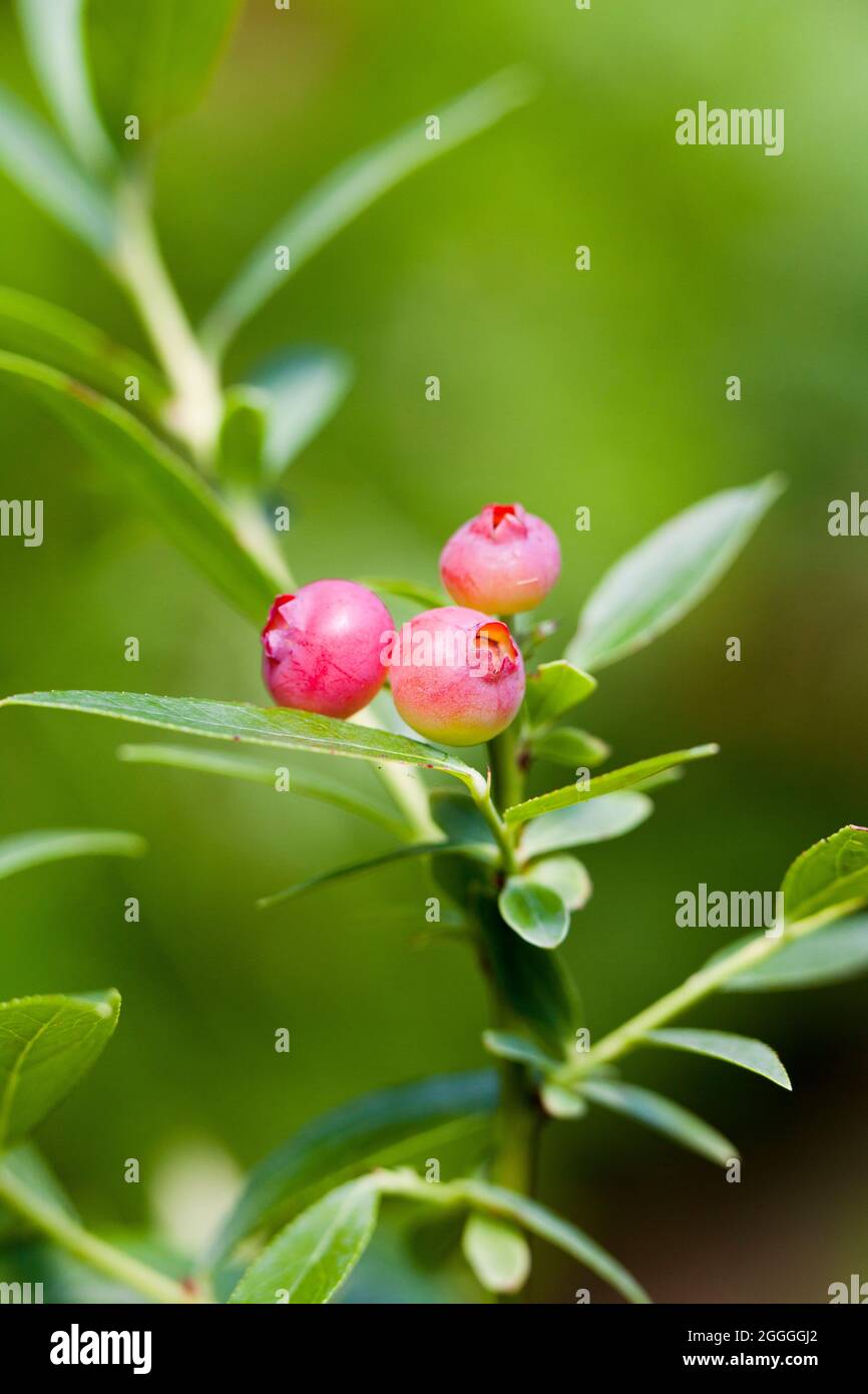 Immature pink Blueberries on plant (Vaccinium Cyanococcus) - USA Stock Photo