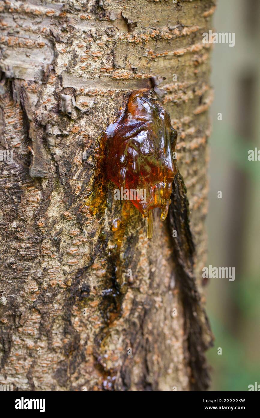 Cherry tree leaking sap (gummosis) - USA Stock Photo