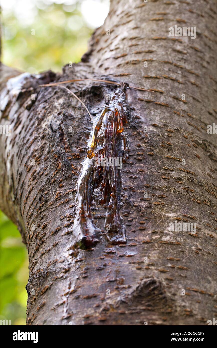 Oozing sap hires stock photography and images Alamy