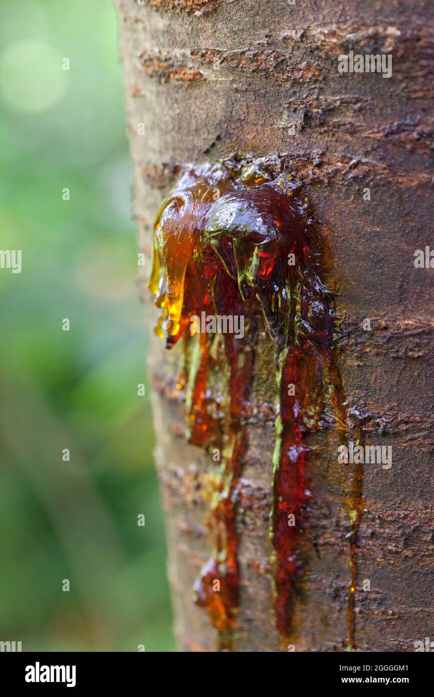 Cherry tree leaking sap (gummosis) - USA Stock Photo