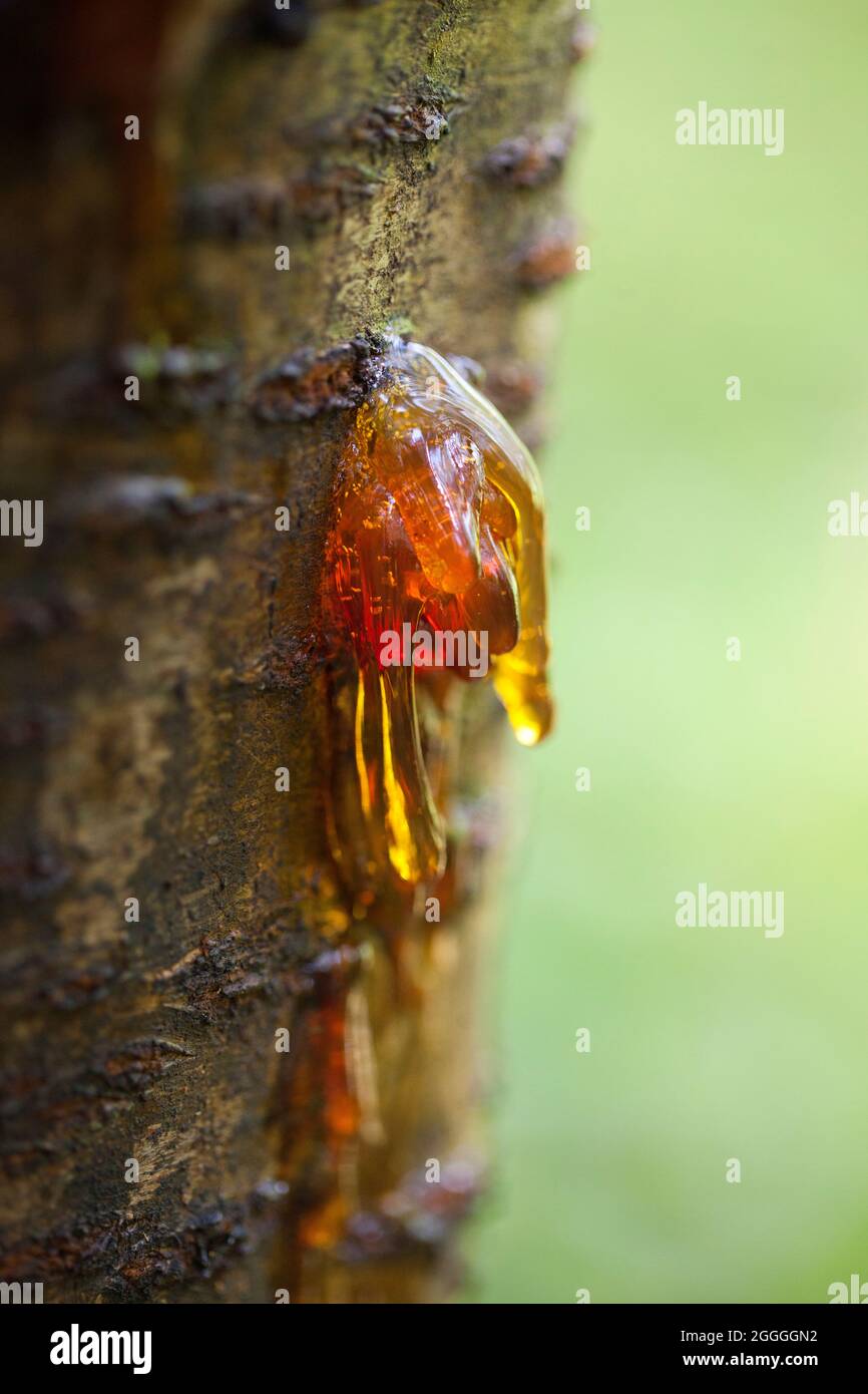 Cherry tree leaking sap (gummosis) - USA Stock Photo