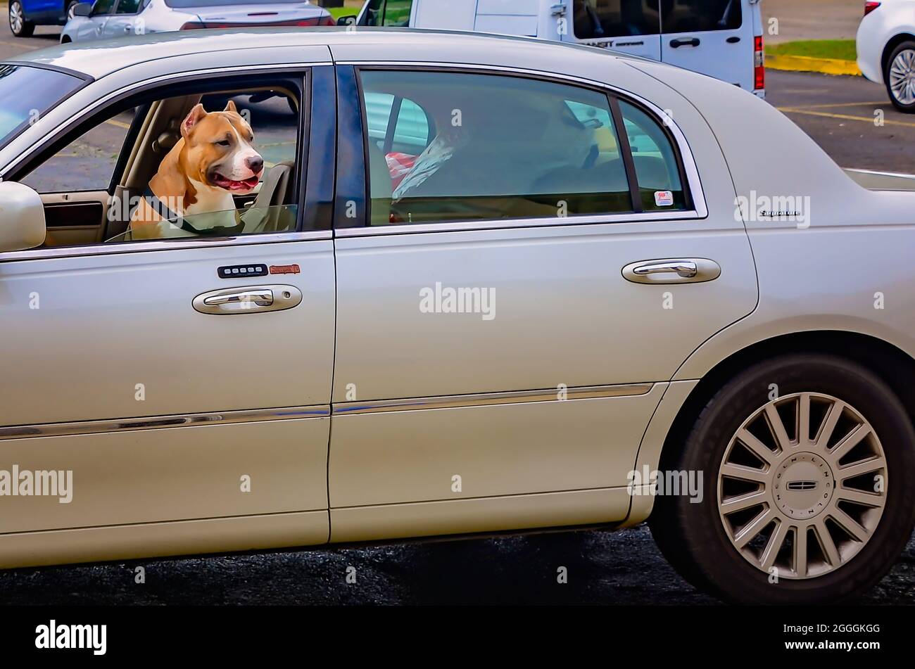A pit bull waits for his owners outside Comfort Inn & Suites, Aug. 30, 2021. The dog and its owners evacuated New Orleans from Hurricane Ida. Stock Photo